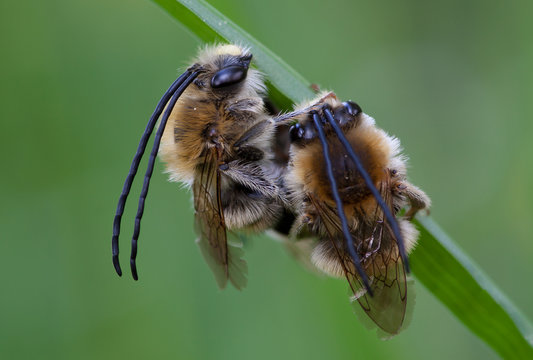 Mai-Langhornbiene (Eucera tuberculata)