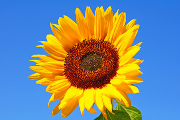 Naklejka premium Sonnenblume