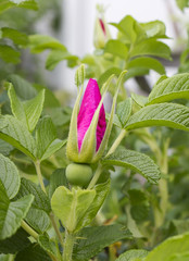 bud of  flower of  dogrose