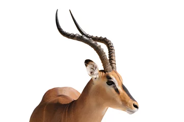 Foto op Plexiglas Antilope Impala geïsoleerd op wit