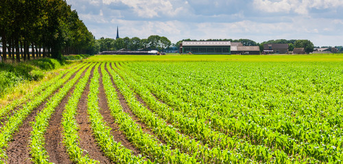 Rows of silage maize plants in a rural landscape