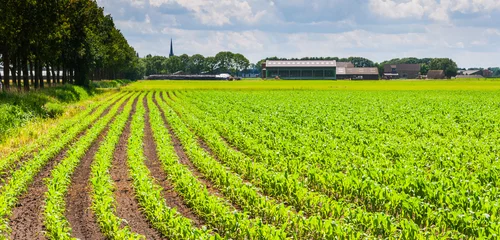 Fotobehang Rows of silage maize plants in a rural landscape © Ruud Morijn
