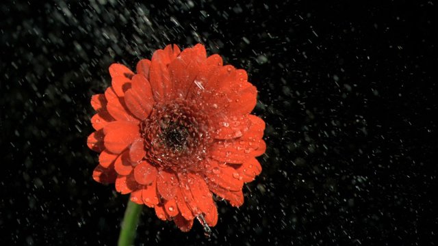 Rain falling in super slow motion on gerbera