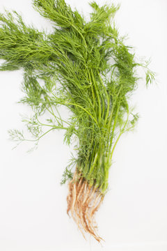 Fresh picked dill with roots
