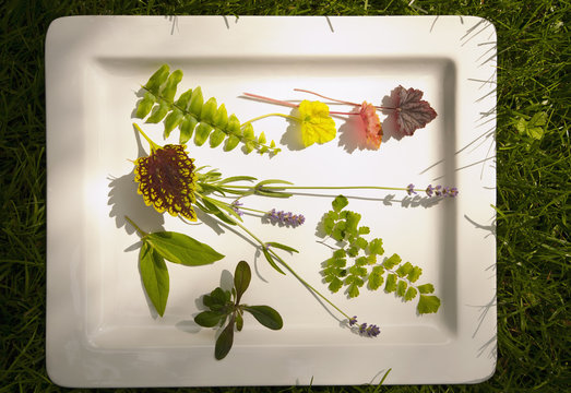 Mountain laurel, coleus, Queen Kimberly fern, lavender, ajuga and boston fern on platter