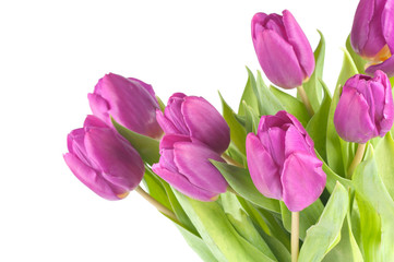 The pink tulips