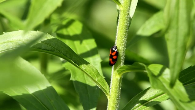Blutzikade (Cercopis vulnerata)