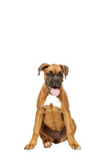 German Boxer puppy (5 month)