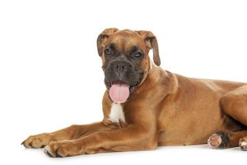 German Boxer puppy (5 month)