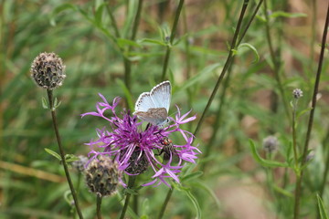 Bläuling auf Wiesen-Flockenblume