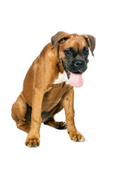 Obraz premium German Boxer puppy (5 month)
