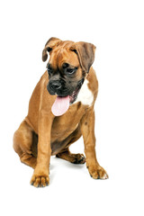 Obraz premium German Boxer puppy (5 month)