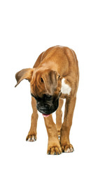 Obraz premium German Boxer puppy (5 month)