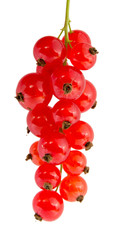 Red currant grape isolated on white