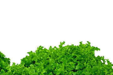 Photo of salad isolated on white, abstract background