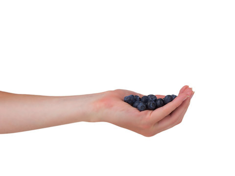 Hand holding blueberries isolated on white