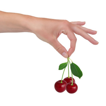 Hand holding cherries isolated on white