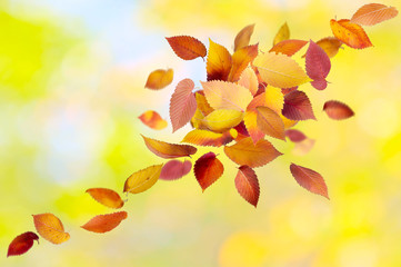 Heap of colorful falling autumn leaves in forest