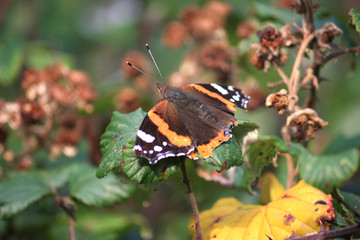 Red Admiral butterfly