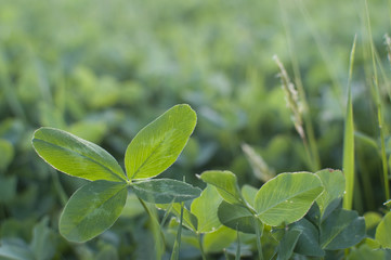 Vierblättriger Klee, Kleefeld