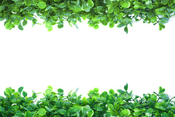 Green Grass Isolated for Web page