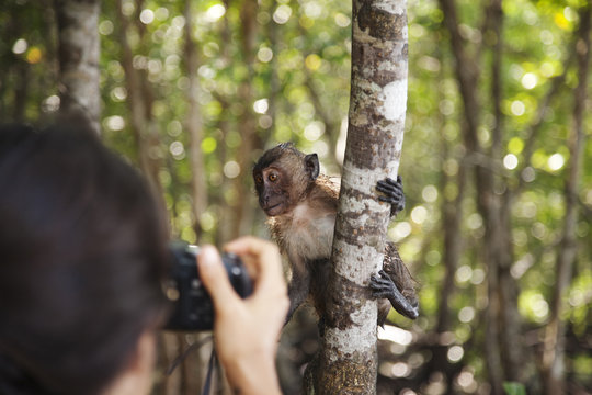 Hispanic woman taking photograph of monkey in jungle