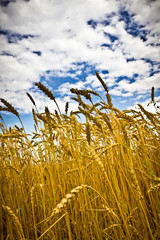 Golden wheat field with blue sky in background