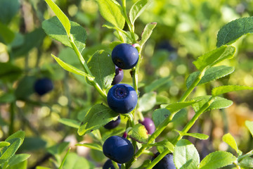 bush blueberry