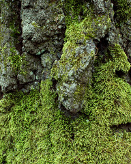 Tree bark with moss and lichens