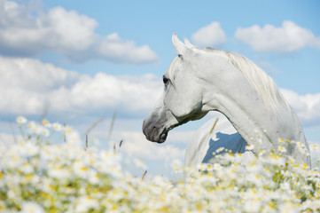 white atab horse in chamomiles