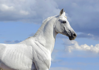 Obraz na płótnie Canvas biały portret koń atab z błękitnym niebem za