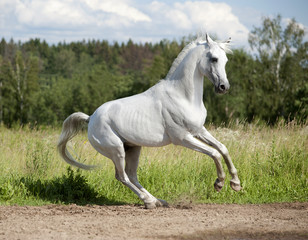 free arab horse in summer field