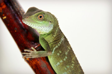 Chinese Water Dragon
