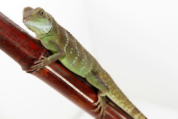 Chinese Water Dragon