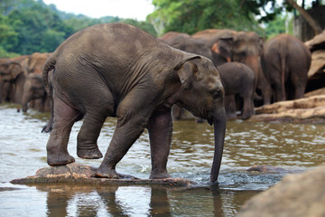 Fototapeta na wymiar funny elephant baby in water, Pinnawala, Sri Lanka