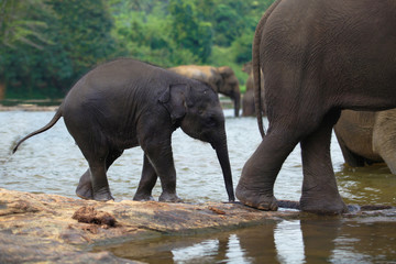 elephant baby with mother in bath, Pinnawala, Sri Lanka
