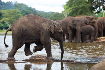 Naklejka na ściany i meble elephant baby in water, Pinnawala, Sri Lanka