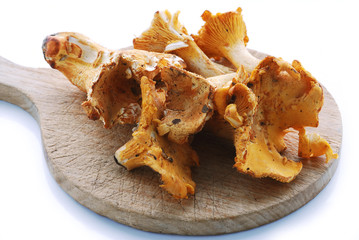 Cantharellus cibarius Лисичка справжня アンズタケ