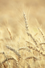 Fototapeta premium Fields of wheat