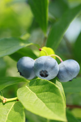 blueberry in the summer