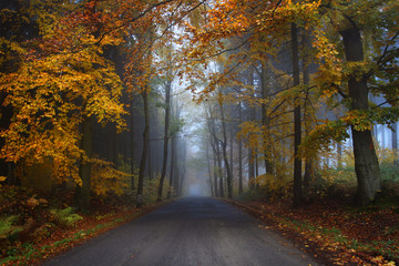 misty road in forest