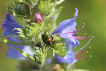 Seidiger Fallkäfer auf Blauem Natternkopf