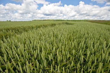 Wheat field with white clouds 