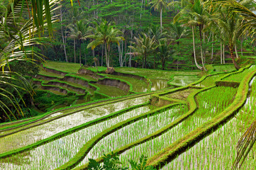 Rice field terrace in Bali