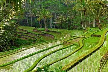 Foto op Canvas Rijstveldterras op Bali © knet2d