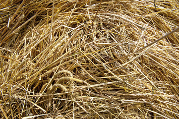 haystack closeup