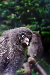 Baby great grey owl