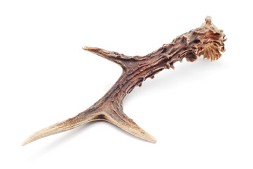 antlers