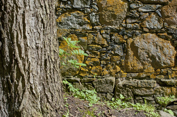 tree and stone textures