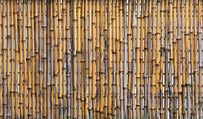 Bamboo Fence